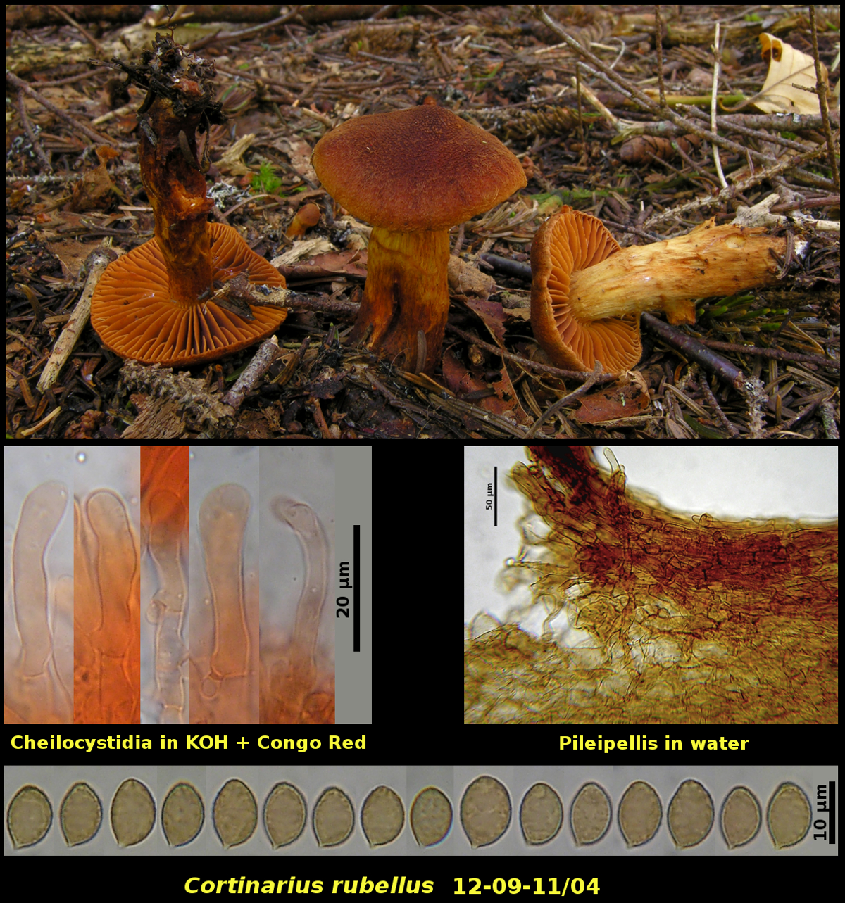 Picture of <i>Cortinarius rubellus</i>